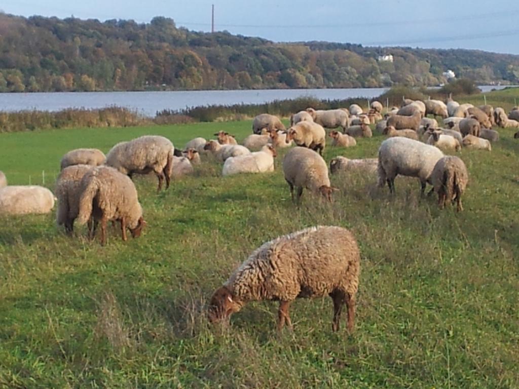 Appartamento Elbe-Ferien 2 Tespe Camera foto