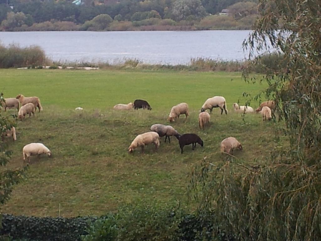 Appartamento Elbe-Ferien 2 Tespe Esterno foto